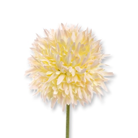 ALLIUM CM.45 TEA